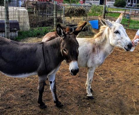 Come see our available animals in person at our Towne West Square Adoption Center every Saturday, 11 a. . Donkey rescue kansas